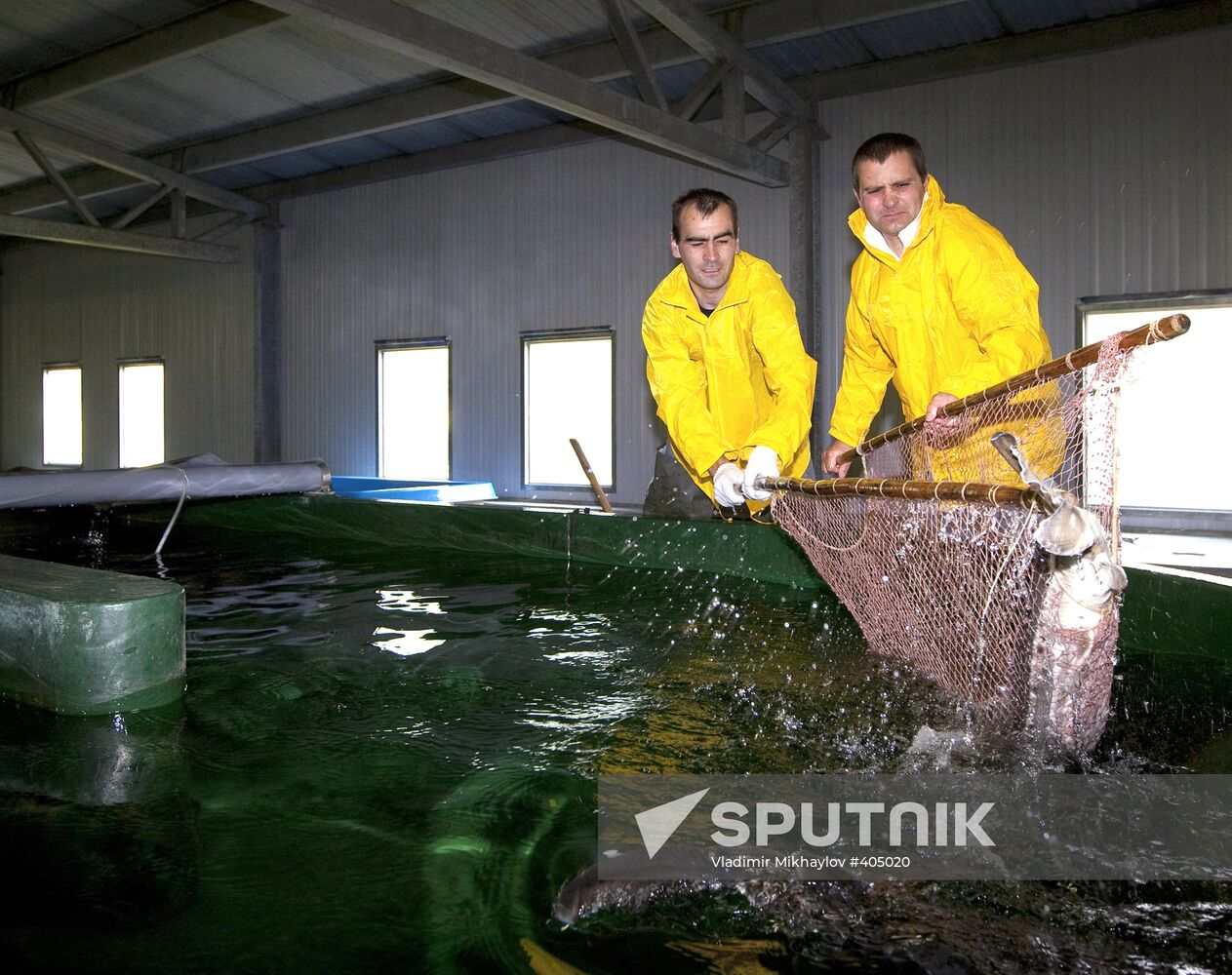 Fish hatchery in Malkovo, Sakhalin Region