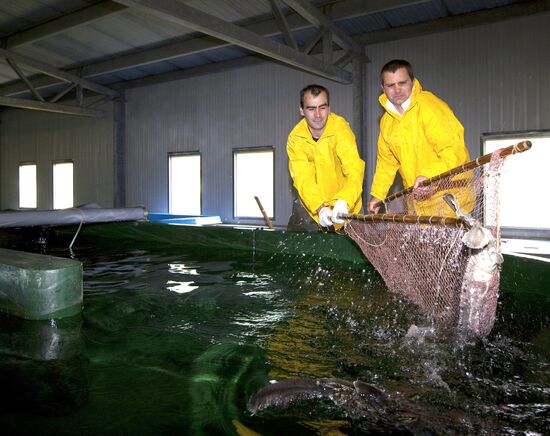 Fish hatchery in Malkovo, Sakhalin Region