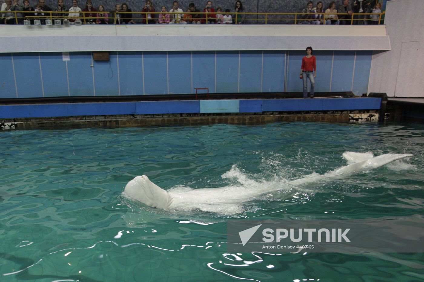 Moscow's Utrish Dolphinarium