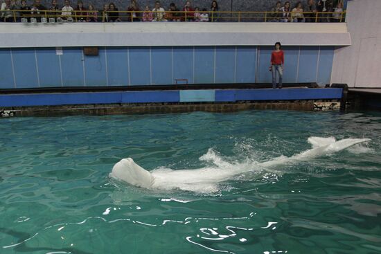 Moscow's Utrish Dolphinarium