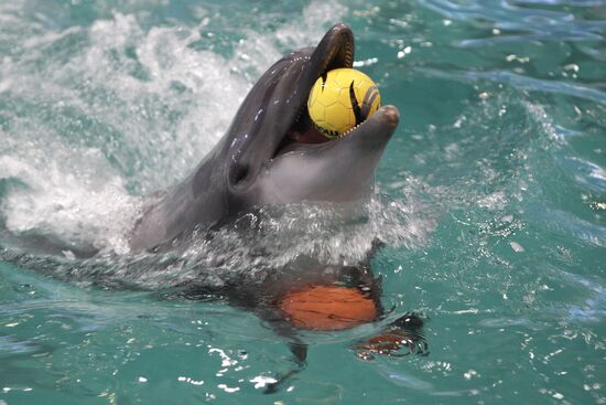 Moscow's Utrish Dolphinarium