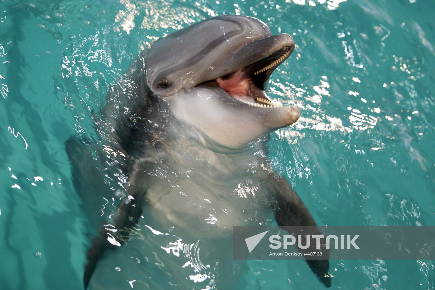 Moscow's Utrish Dolphinarium