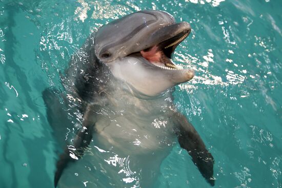 Moscow's Utrish Dolphinarium