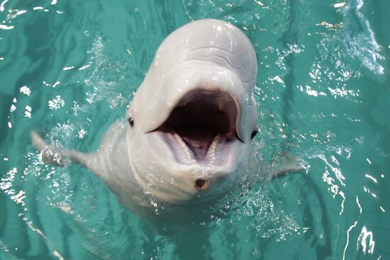 Moscow's Utrish Dolphinarium