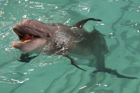 Moscow's Utrish Dolphinarium