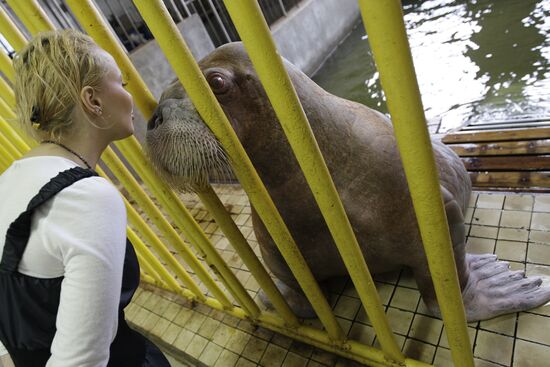 Moscow's Utrish Dolphinarium