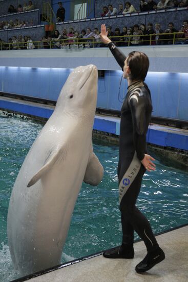 Moscow's Utrish Dolphinarium