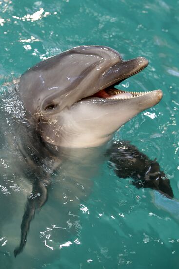 Moscow's Utrish Dolphinarium