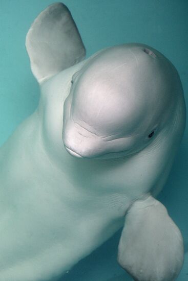Moscow's Utrish Dolphinarium