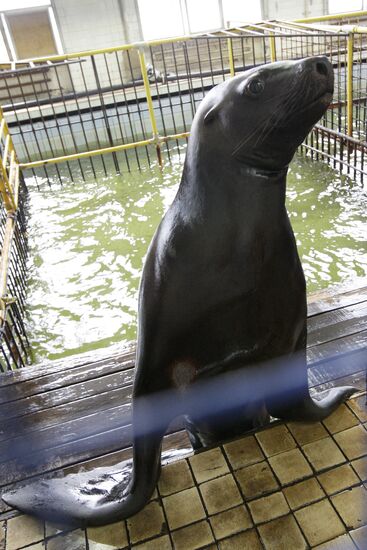 Moscow's Utrish Dolphinarium