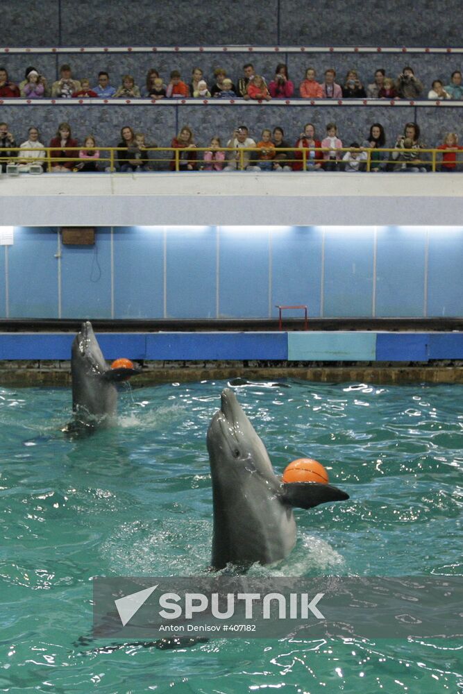 Moscow's Utrish Dolphinarium