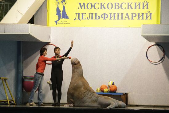Moscow's Utrish Dolphinarium