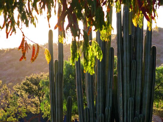 Cacti