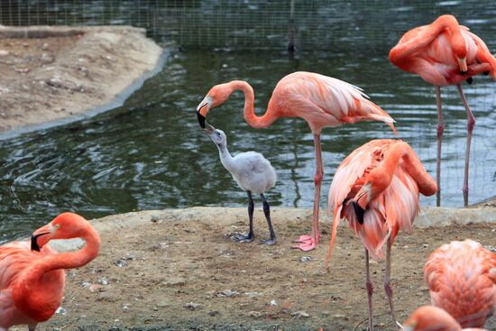 Moscow Zoo