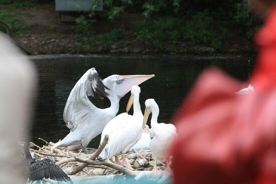 Moscow Zoo