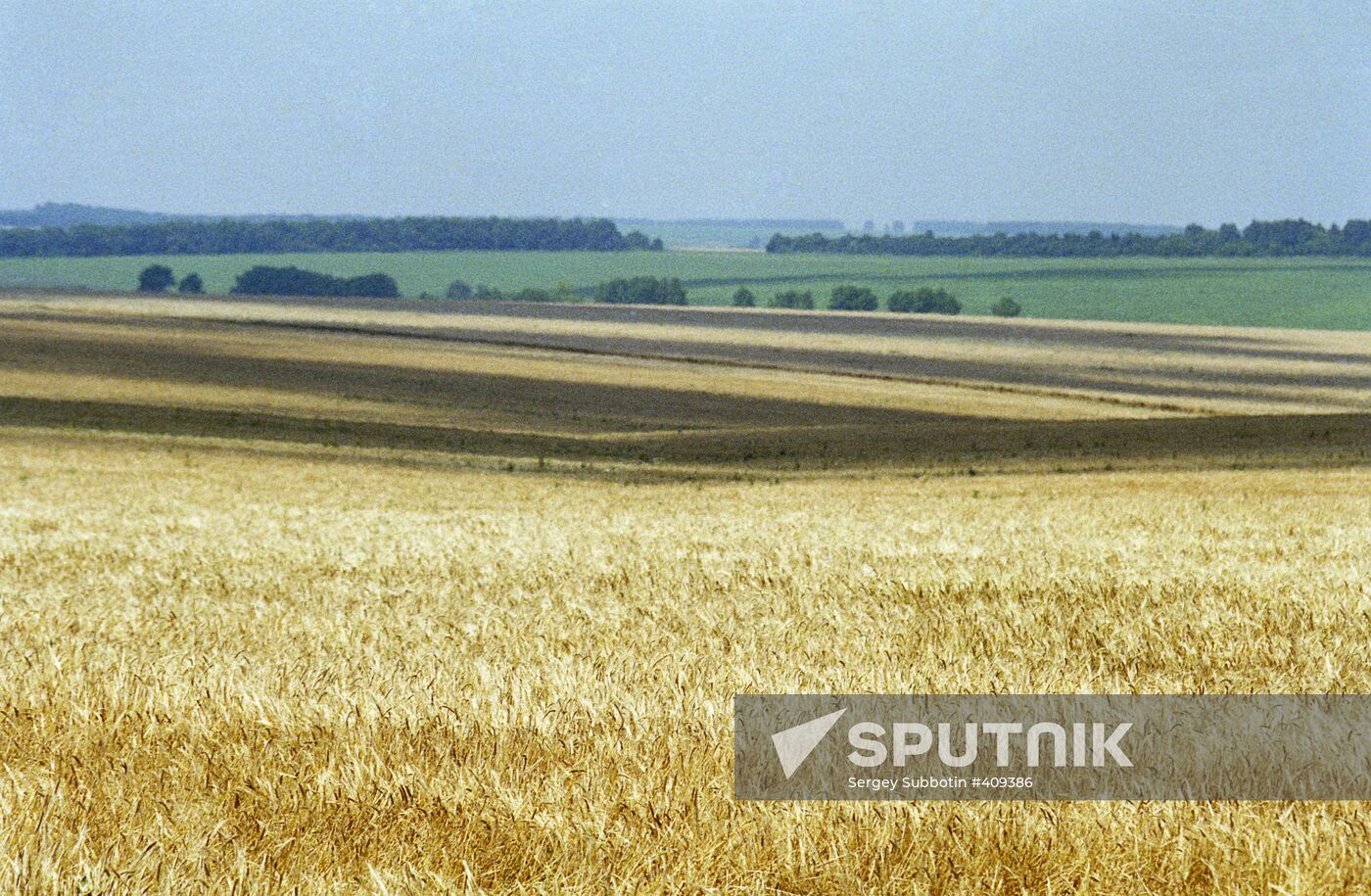 Wheat fields in Russia's Belgorod Region