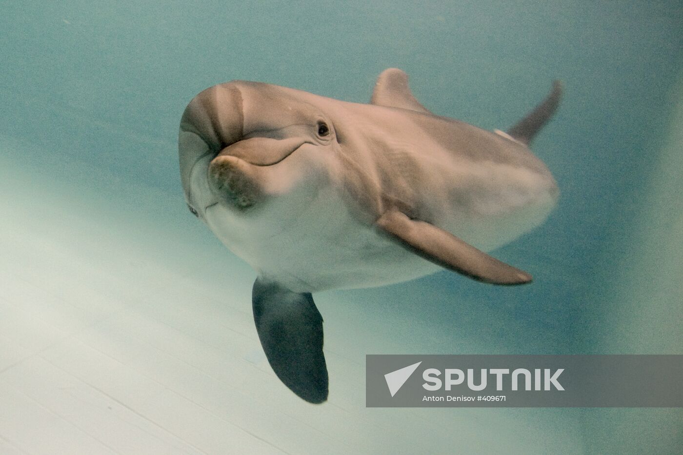 Moscow Dolphinarium