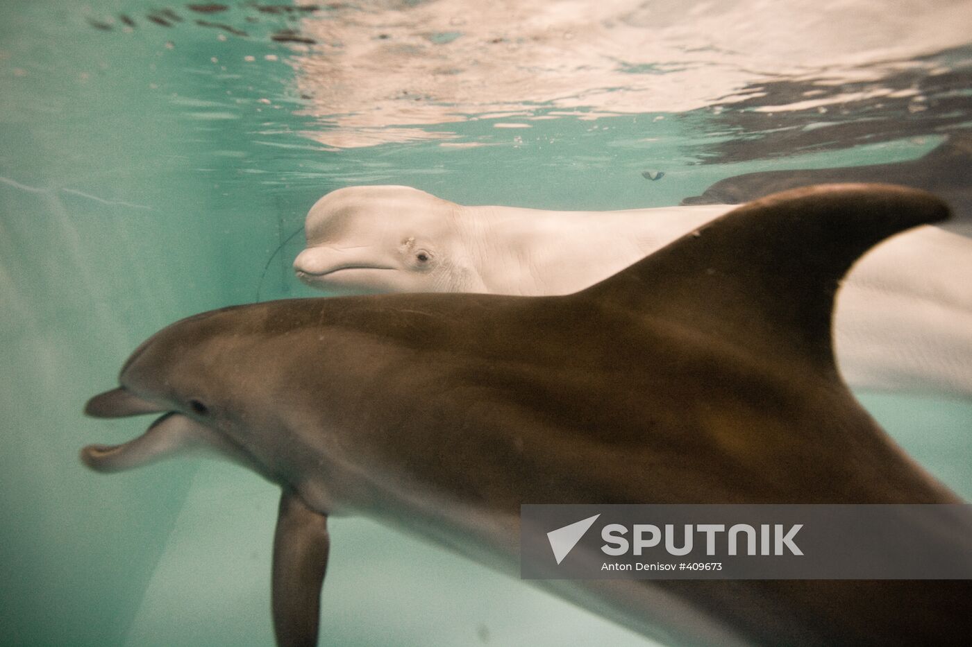 Moscow Dolphinarium