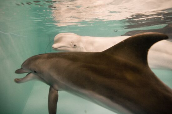 Moscow Dolphinarium