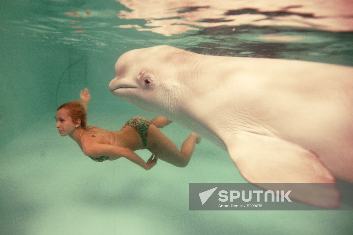 Moscow Dolphinarium