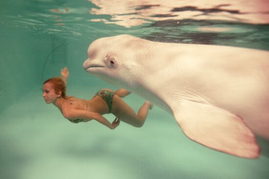 Moscow Dolphinarium