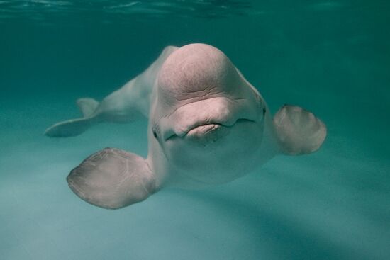 Moscow Dolphinarium