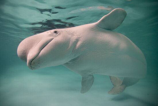 Moscow Dolphinarium