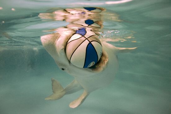 Moscow Dolphinarium