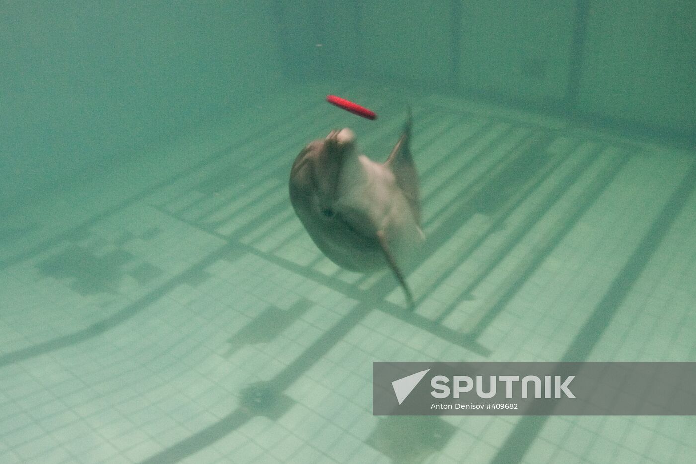 Moscow Dolphinarium