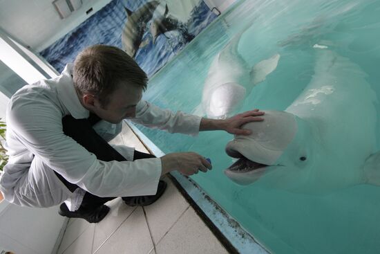 Moscow Dolphinarium