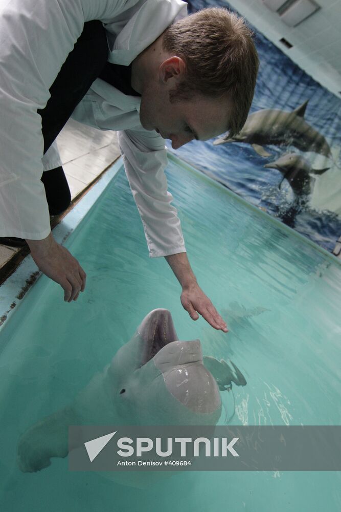 Moscow Dolphinarium