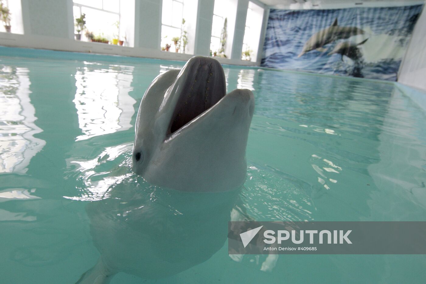 Moscow Dolphinarium