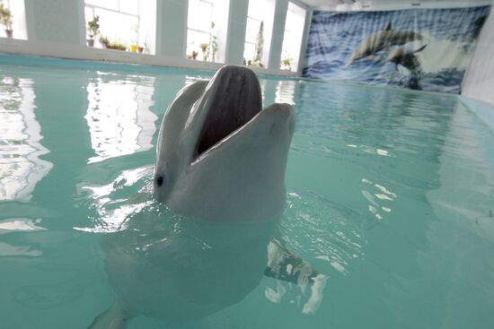 Moscow Dolphinarium