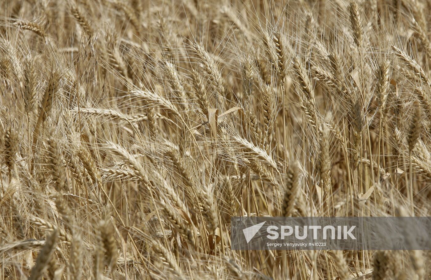 Wheat