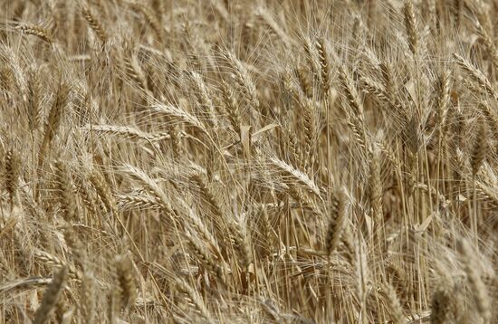 Wheat