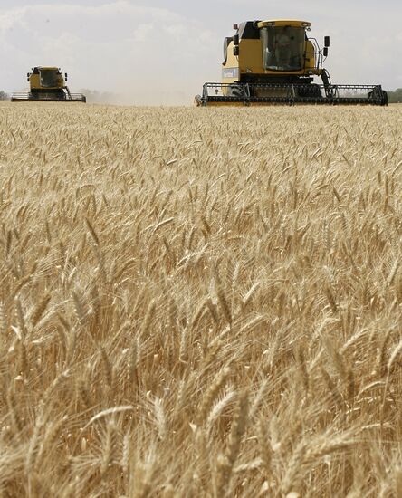 Harvest of grain crops in Rostov Region