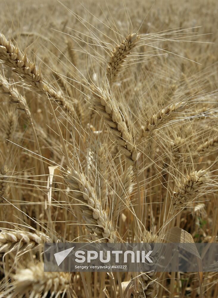 Wheat