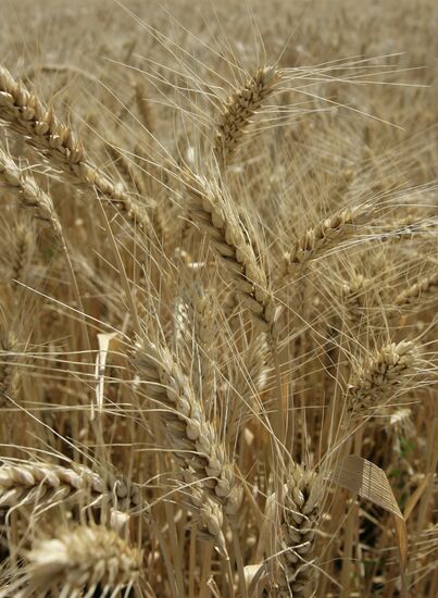 Wheat