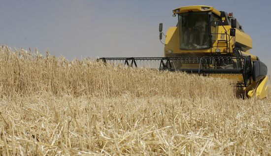 Harvest of grain crops in Rostov Region