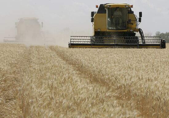 Harvest of grain crops in Rostov Region