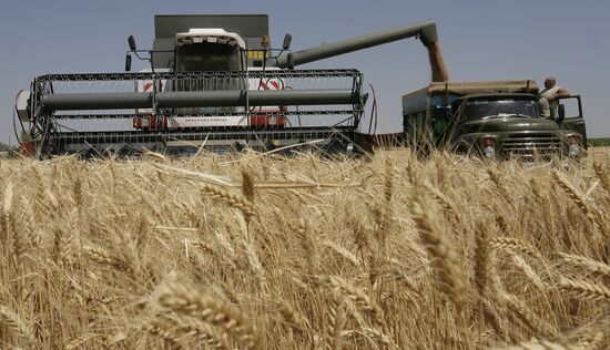 Harvest of grain crops in Rostov Region