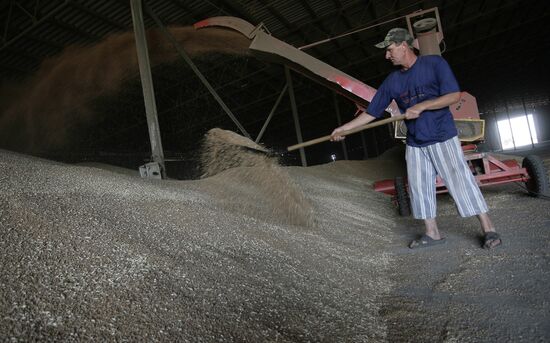 Harvest of grain crops in Rostov Region