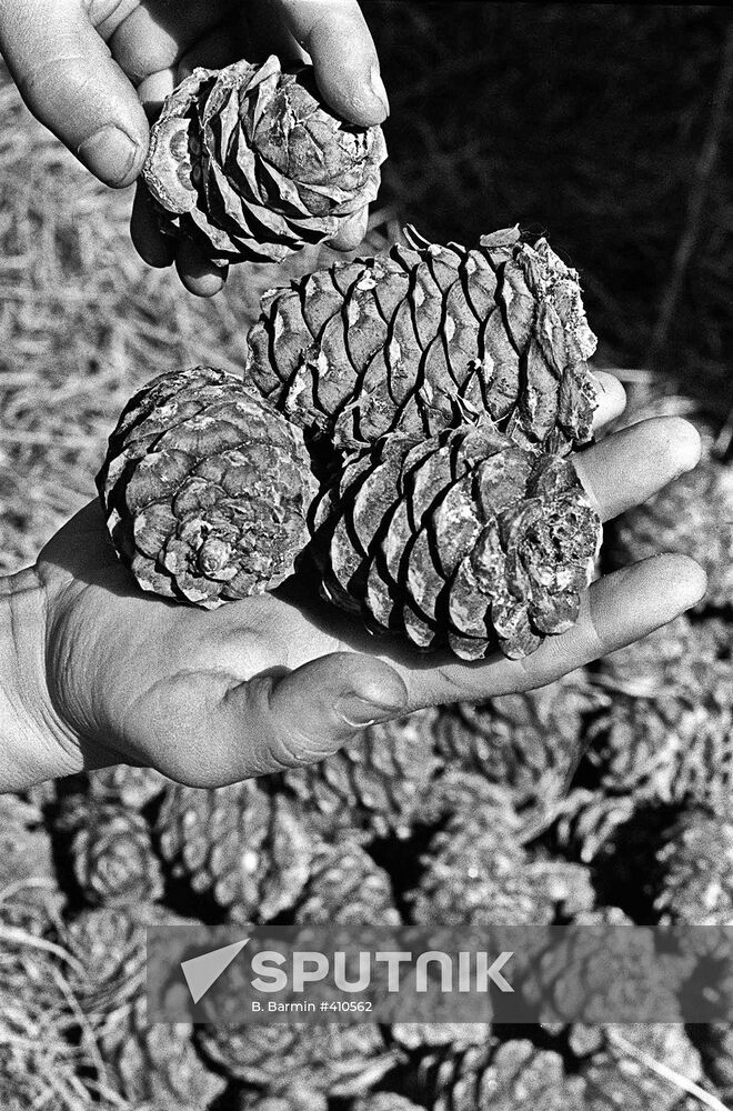Cones from Siberian taiga