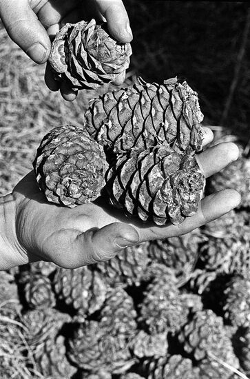 Cones from Siberian taiga