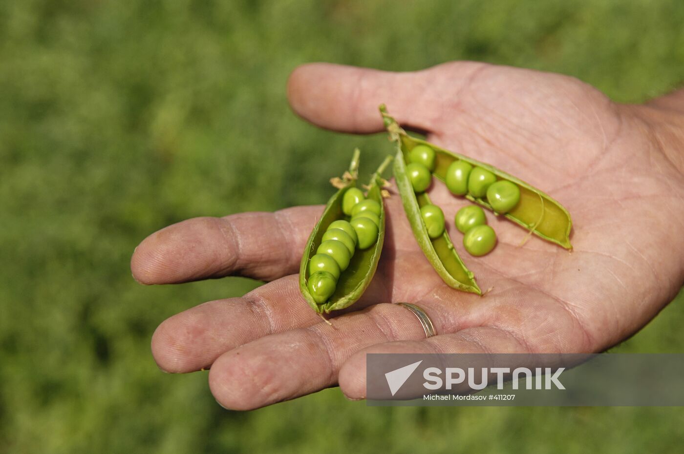 Bonduelle-Kuban. Canned food production