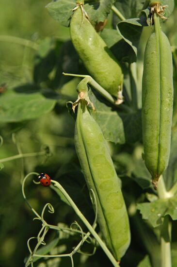 Bonduelle-Kuban. Canned food production