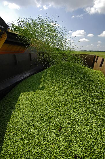 Bonduelle-Kuban. Canned food production