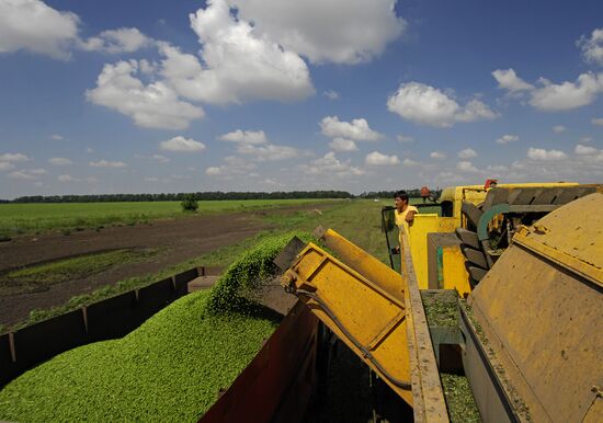 Bonduelle-Kuban. Canned food production