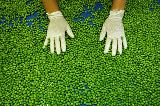 Bonduelle-Kuban. Canned food production