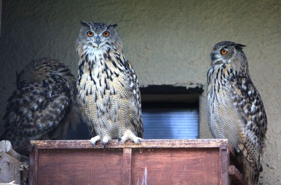 'Sparrows' bird park in Russia's Kaluga Region